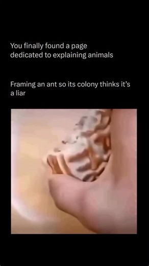 Explaining All Animals on Instagram: "Follow @explaining.animals to learn everything about animals one post at a time 🧠🔥 Ants are highly organized social insects whose survival depends on collective coordination and chemical communication. Each colony functions like a single organism, with specialized roles—workers gather food, soldiers defend, and the queen ensures reproduction. When a forager locates food, it releases pheromones to mark the path, guiding others efficiently to the source. How
