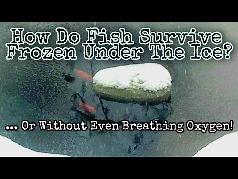 How Do Goldfish & Koi Survive Freezing Temperatures & Not Being Able to Breathe Under The Ice?