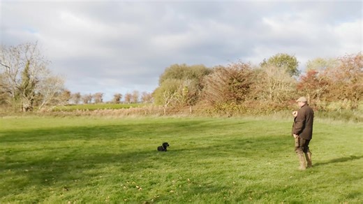 The question is, has Neville retained the training we input last week? | Gundog Training Northampton