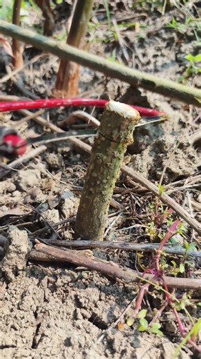 Hands Teach More Than Words