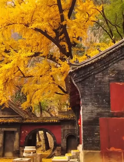 1400 year old Ginkgo tree in temple, China