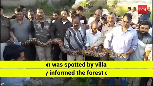 A 11-ft long python was rescued by forest officials in Madhya Pradesh's Ujjain district. The python was spotted by villagers of Bisakhedi. A large number of people gathered to witness the reptile’s rescue. The forest officials rescued the huge python weighing around 50 kilograms and later it will be released into the wild | The Times of India
