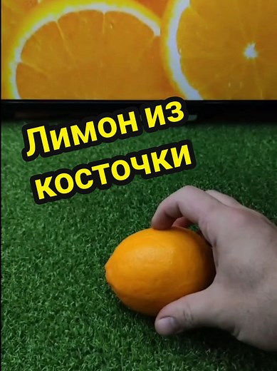 Как вырастить лимон из косточки в домашних условиях