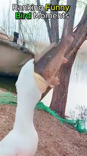 Top 5 Funny Bird Moments 🐦😂