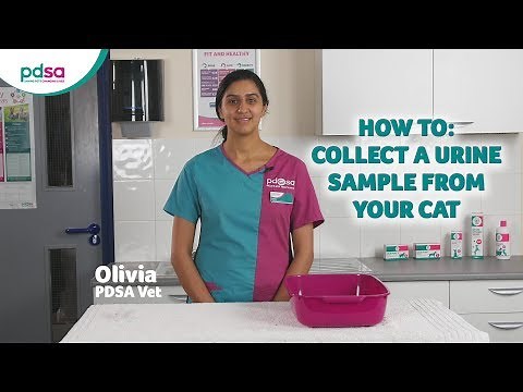 How To Collect A Urine Sample From Your Cat: PDSA Petwise Pet Health Hub