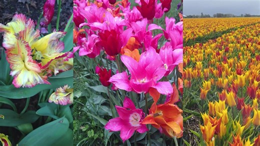 Made in Connecticut: Colorblends