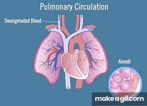 Pulmonary Circulation on Make a GIF
