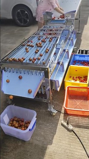 Vegetables in the fruits grading machine automatic size sorting machine