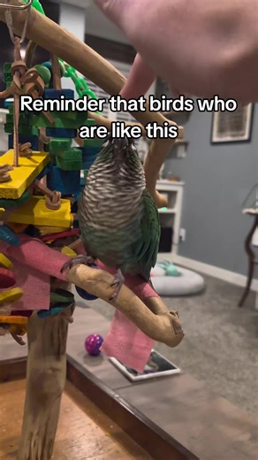 Adoptable Conures: Meet Maui from St. Louis Avian Rescue