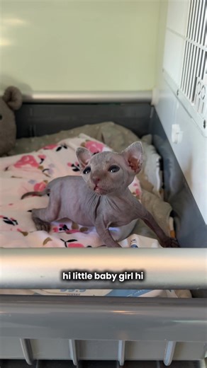 Baby Hippo’s incubator vacation ☀️ | baby hippo