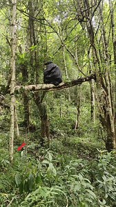 #bushcraft b,sound🐦‍⬛🦫😳 | Indian Survival Boy 07