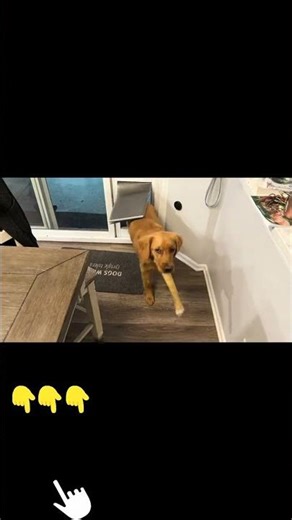 Vevor Dog Door Is Being Used By Ellie