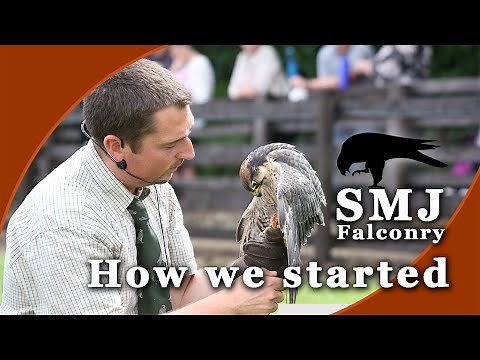 SMJ Falconry - How we started with Birds of Prey | Our Falconry Journey