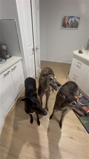 Pure talent, synchronized! #greyhounds #leftrightchallenge #synchronized #insync #watchthis