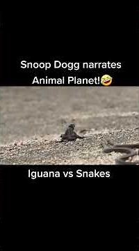 Snoop Dogg narrates animal planet nature reptile iguana vs snakes