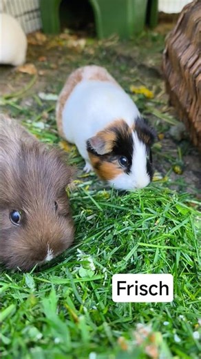 Aus dem Rasenmäher #meerschweinchen #futter