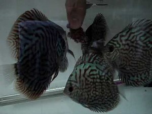 How to make a Beefheart mix formulation for Discus fish
