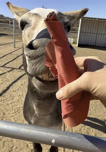 Barney the Donkey's Toy Parade: Life on the Ranch