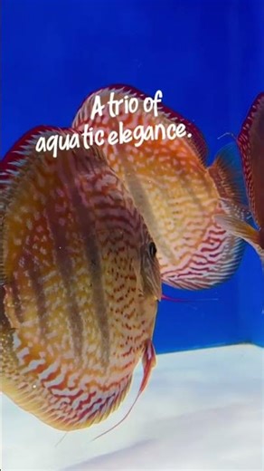 Royal Turquoise Heckle Cross Discus 🔥