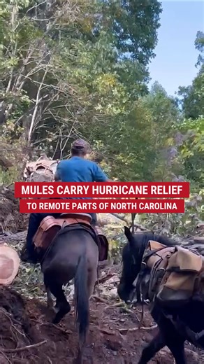 458K views · 10K reactions | WATCH: Incredible video shows pack mules helping much-needed supplies get to Helene victims in devastated areas in rural North Carolina communities where roads were completely destroyed. | Fox News | Facebook