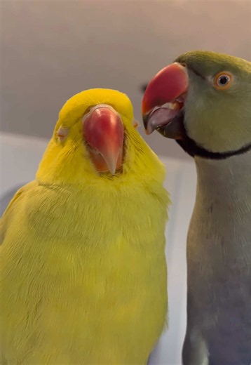 Beaker knows the way to Tinkerbell’s heart: eyeball kisses! #talkingbird #couplegoals #talkingparrot #cuteanimals #funnyanimals