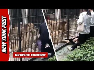 Watch Terrifying Moment Child is Mauled By Lion