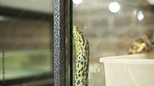 Python sitting on a branch in the zoo. Snake sitting over branches in a rainforest