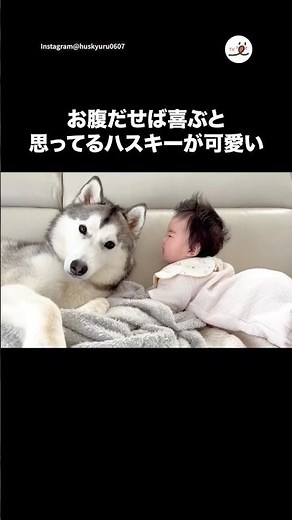 お腹だせば喜ぶと思ってるハスキーが可愛い｜PECO