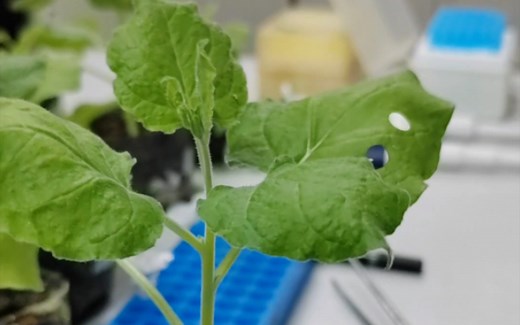 沉浸式体验GUS染色实验