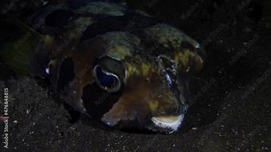 Spotted Burrfish - Chilomycterus reticulatus resting on the seabed. Underwater night life of Tulamben, Bali, Indonesia.