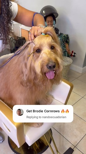 1.3M views · 176K reactions | Look how he shows them off at the end. What hairstyle should we do next?! Shoutout @floofbybrodie & @moyadaly for keeping Brodie fresh. #doggroomers #tutorial #goldendoodle #braids | Brodie That Dood | Facebook