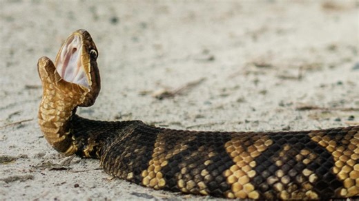 Why an Illinois road is closed for snakes until late October