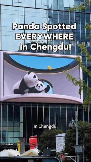 Panda Spotted EVERYWHERE in Chengdu! #panda #chengdu, #chinatravel #cuteanimals #Sichuan#熊猫 #成都 #旅游