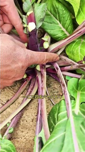 How Farmers Grow Their Own Veggies: A Terrace Tour