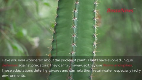 Meet the world’s most thorn-covered and spiky plants