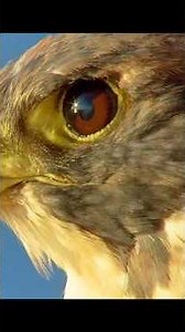 No wonder it is called the fastest bird mid with Aeriel attack