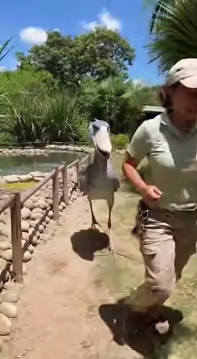 Shoebill playing with caretaker 😍