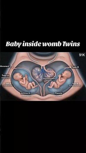 Twin Babies Inside the Womb | How Twins Grow and Develop During Pregnancy