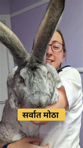 जगातील सर्वात मोठा ससा🐰 #shorts #facts