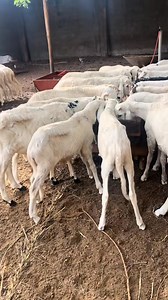 #elevage #agriculture #ferme | SyE farm