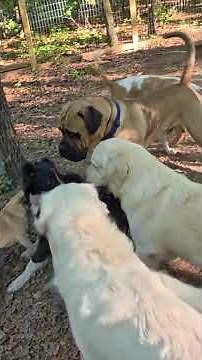 How Alpha Dog Teaches Puppy To Respect Her #dogtrainer#dogtraining #dogs#puppy