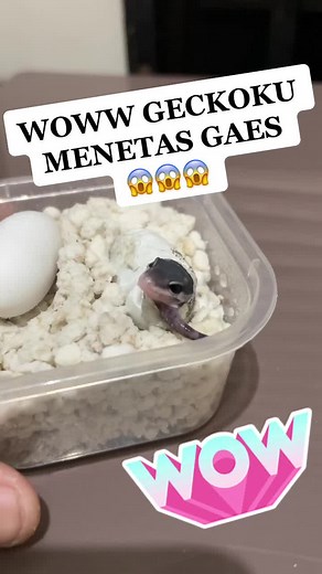 Menyiapkan Kandang untuk Gecko Menetas