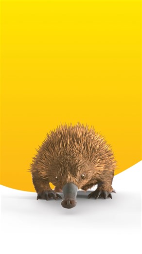 RACQ Roadside Assistance just $80....bargain! *RACQ Everyday Lite billed yearly. T&Cs apply. | RACQ