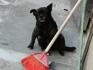 我的修勾被车创死了，陪伴我长大的狗狗呜呜呜