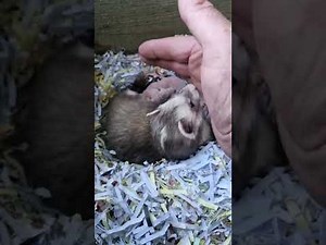 working ferret breeding