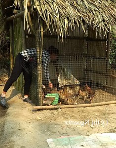 Ngoan feeding the teen chickens in the cage #fblifestyle #baby #singlemomlife | Countryside Cooking TV