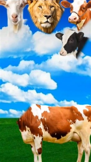#cow#animation#cartoon#viralvideo#comedy#trending#animals#viral