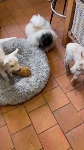 A Spud Update. 🥔 living his best life with lots of space and other dogs, humans and animals. A bombproof Tato indeed. Be prepared for lots of questions when you register an interest in a puppy. The first being “What are your expectations for this dog?” Pekingese are very unique and not for everyone. | Biggiwigs Pekingese