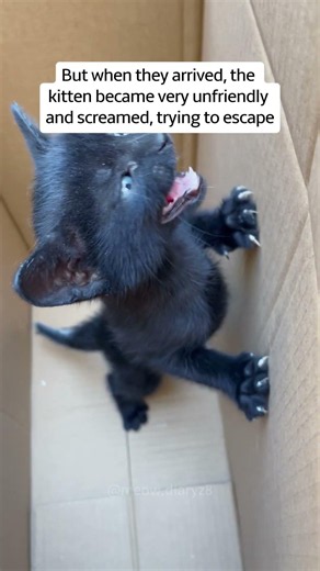 She found a kitten at her door…but it’s not what she expected #rescue #lovestory #catmom #cute