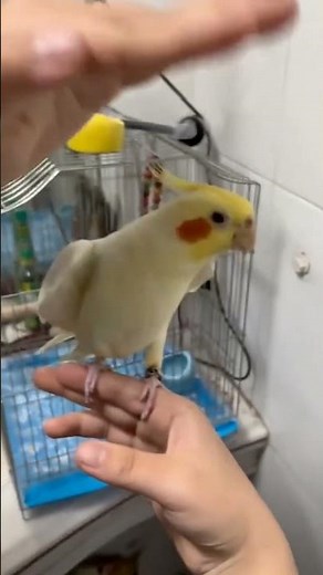 funny and cute bird compilation #funny #funnybirds #birds #funnypets #funnyanimals #pets #petvideos